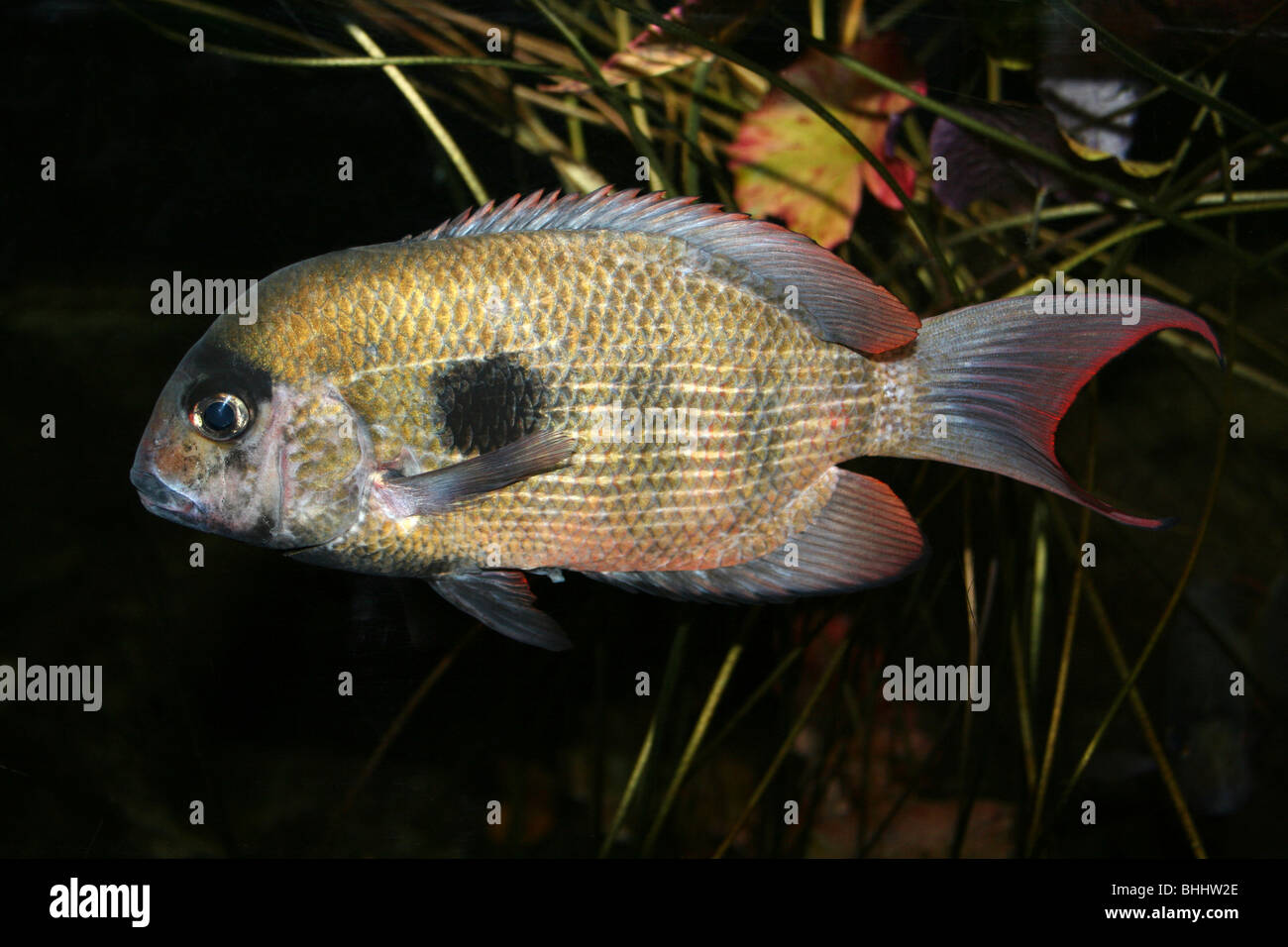 Damba Mipentina Paretroplus maculatus Stockfoto