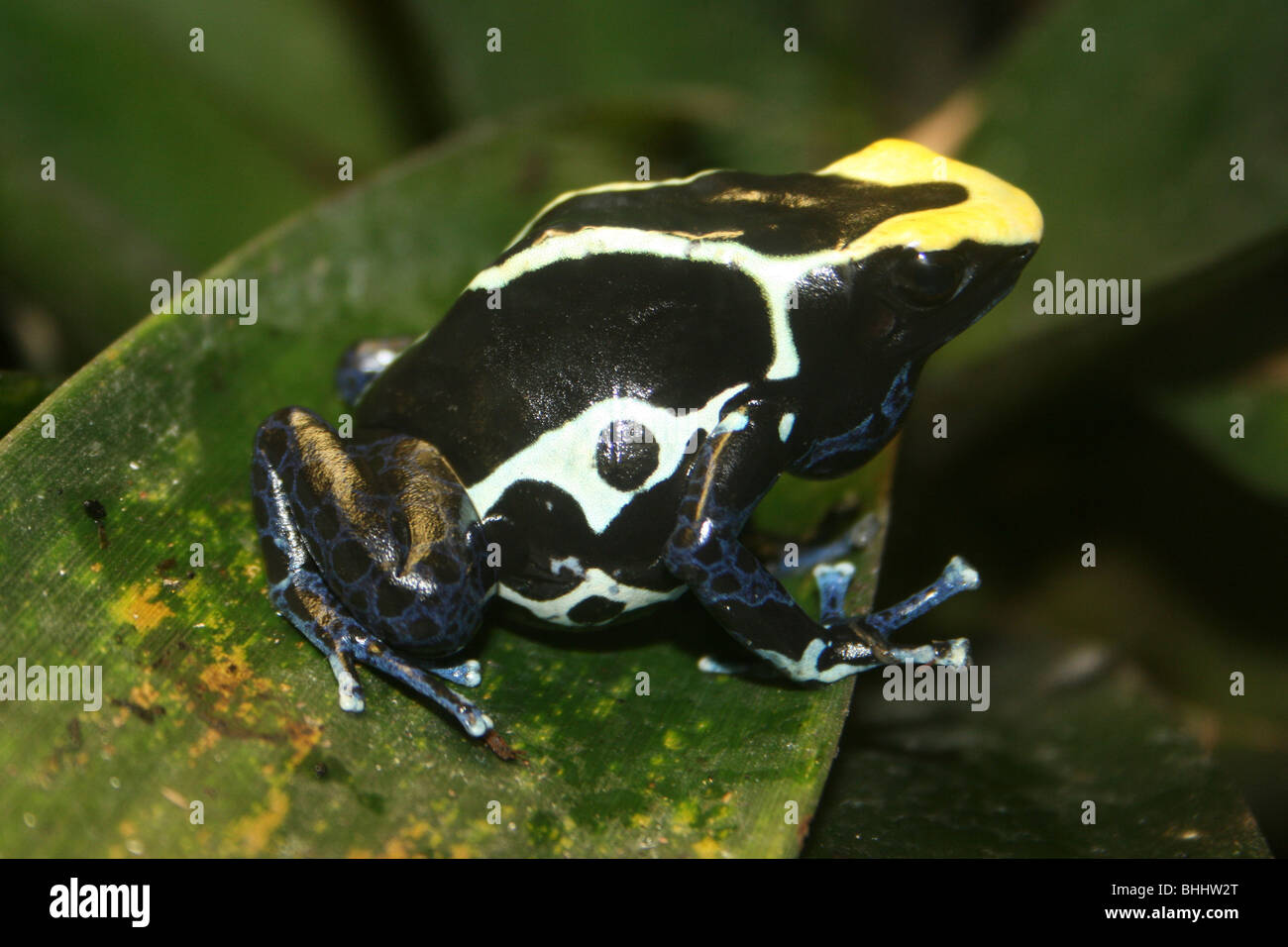 Färben von Dart Frog Dendrobates tinctorius Stockfoto