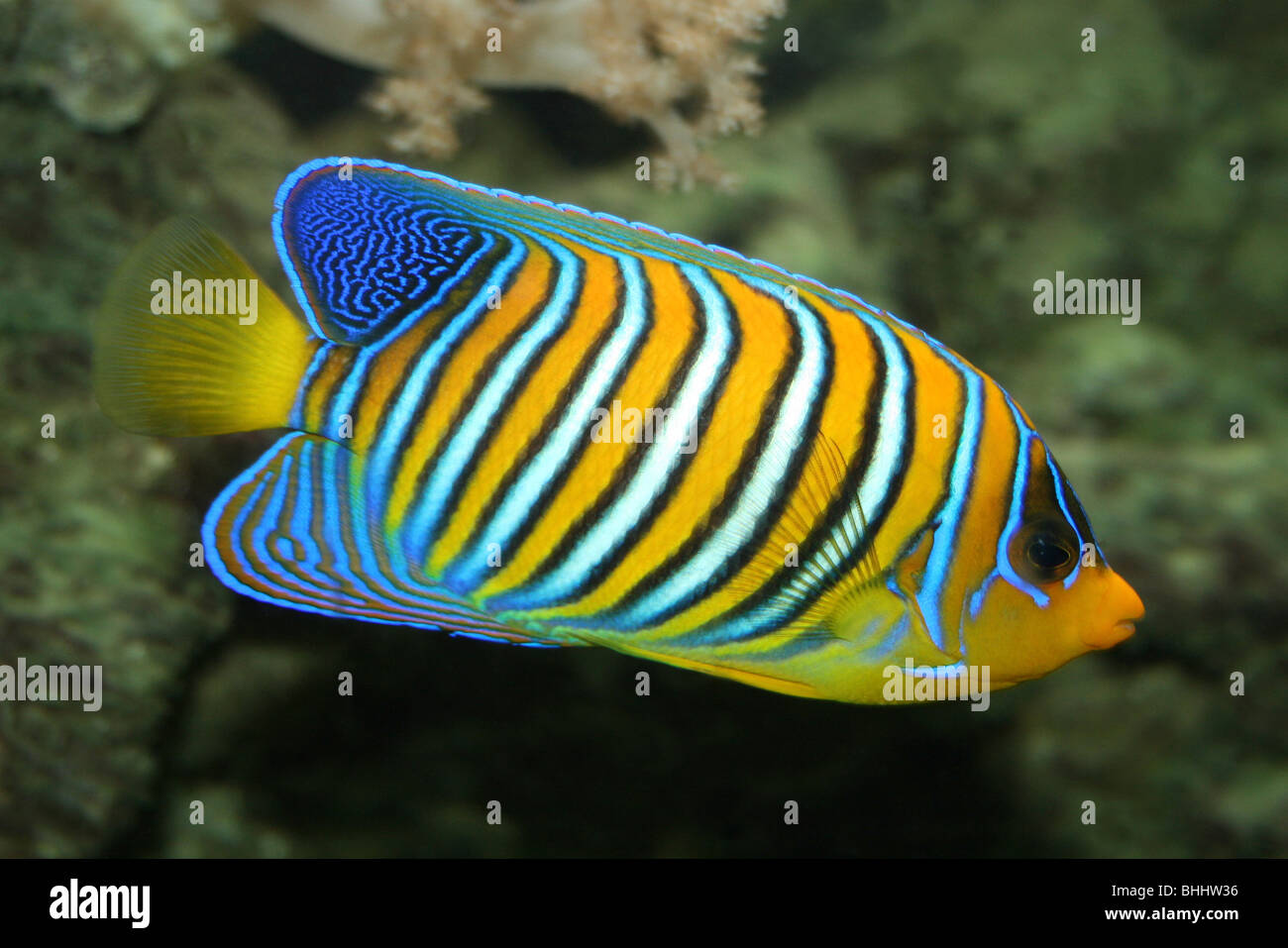 Königliche Kaiserfisch (aka Regal Angelfish) Pygoplites diacanthus Stockfoto