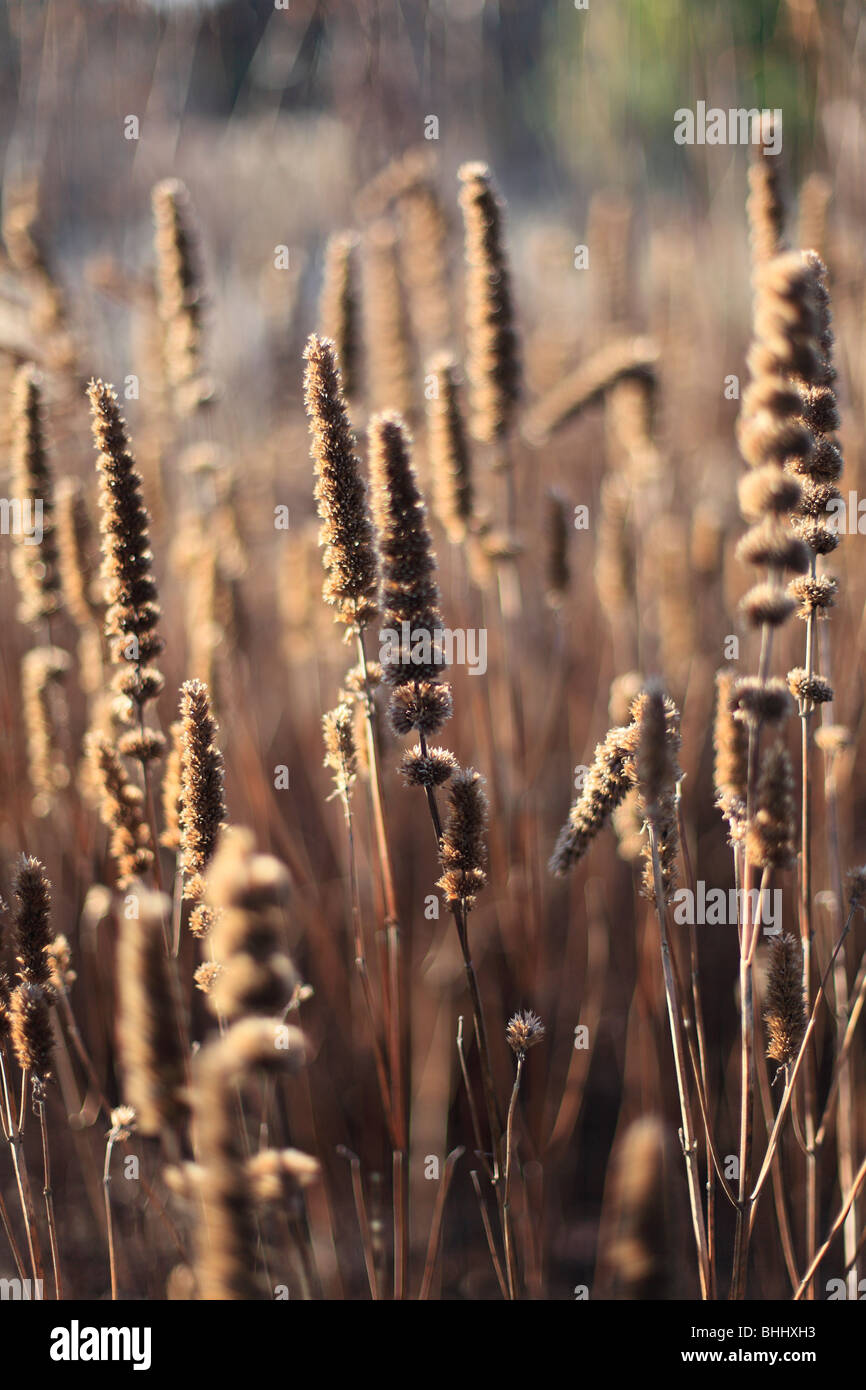 Samenkorn-Köpfe von Veronicastrum Virginicum bei tief stehender Sonne Stockfoto