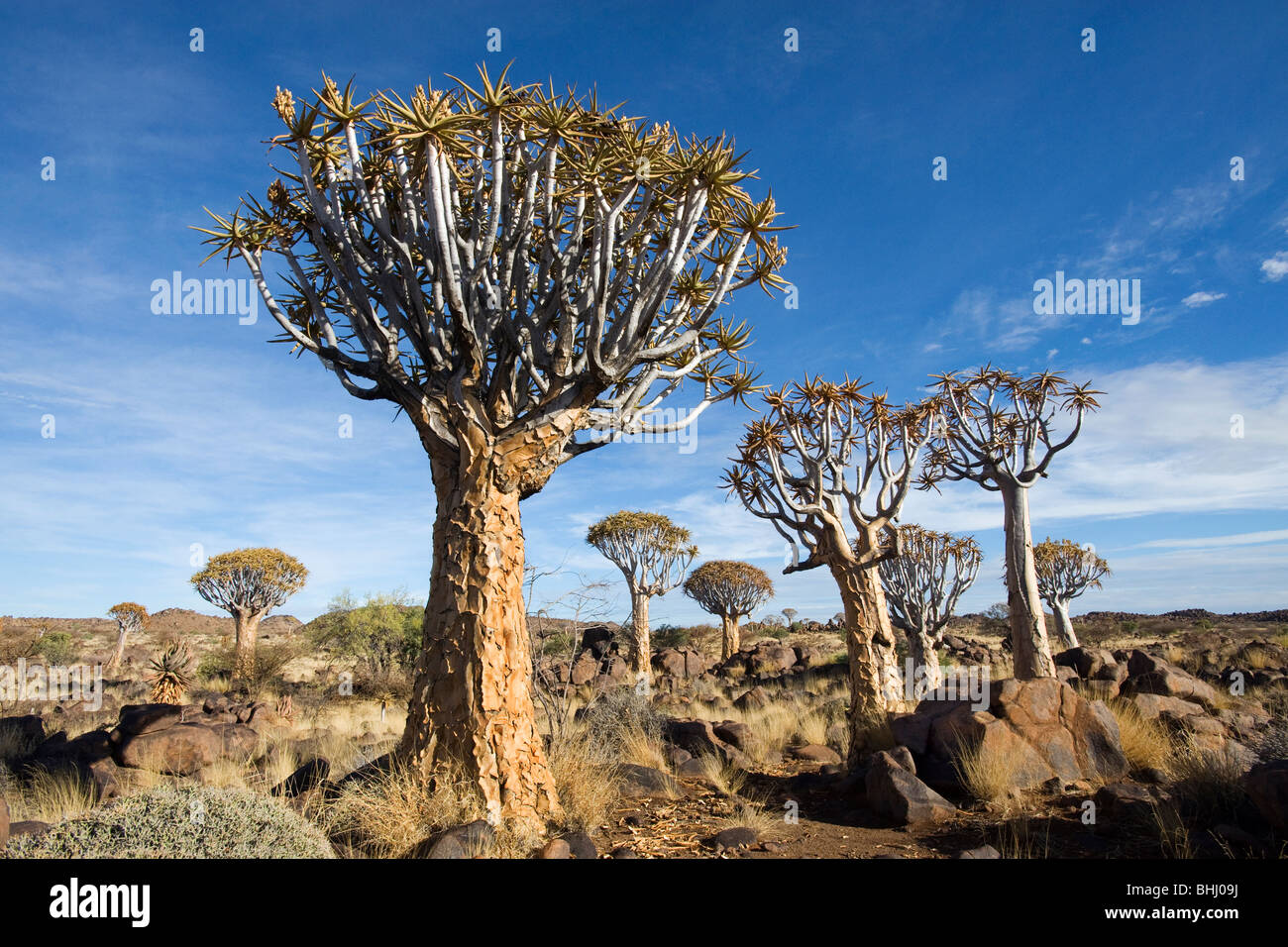 Köcherbaumwald (Aloe Dichotoma) in der Nähe von Keetmanshoop in Namibia Stockfoto