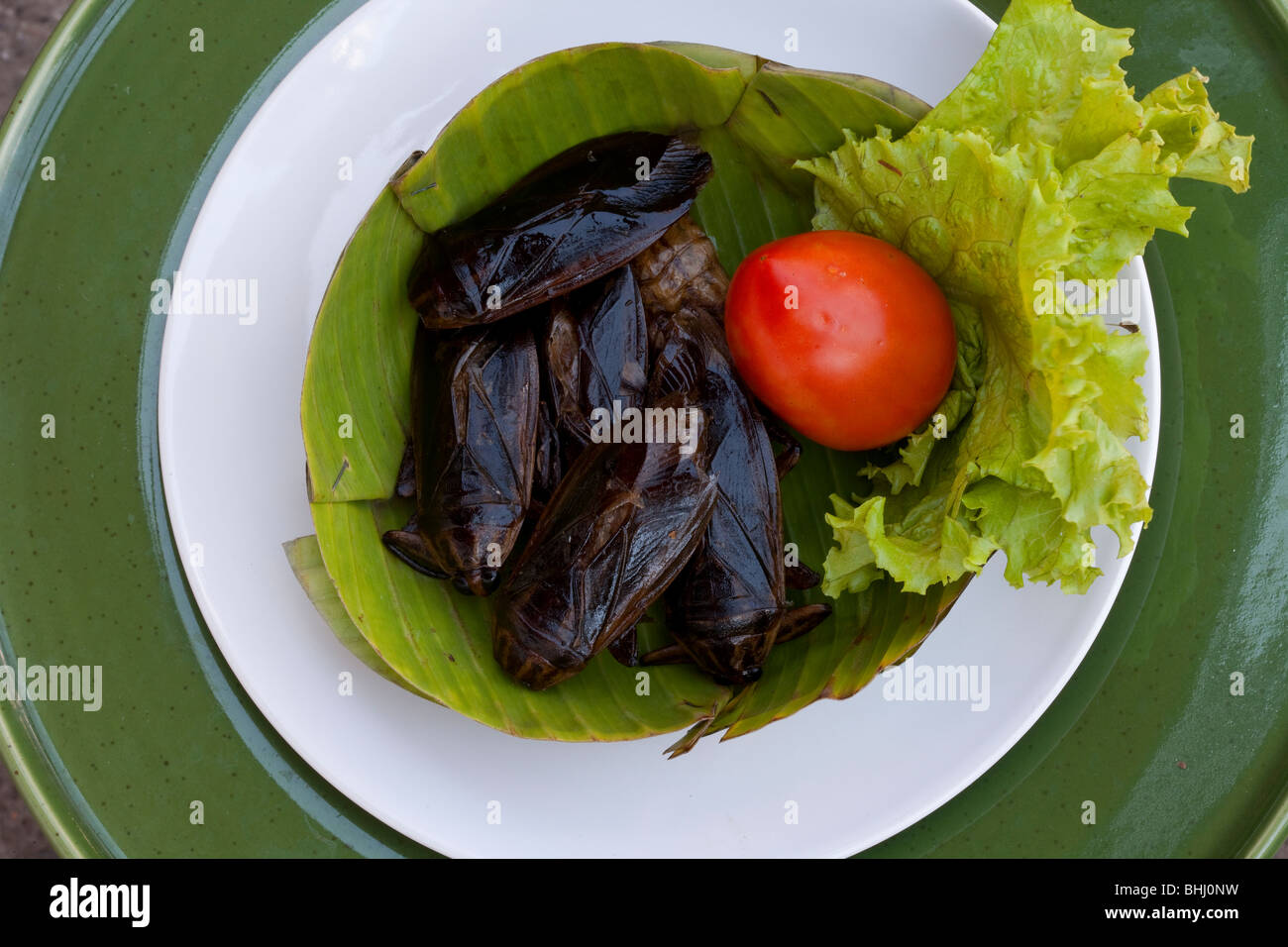 "Bush Tucker essen'-Platte von essbaren Gebratene Insekten essen, Bug, Ernährung, lecker, Bio, als am Straßenrand verkauft Stall in Chiang Mai, Nordthailand, Asien Stockfoto