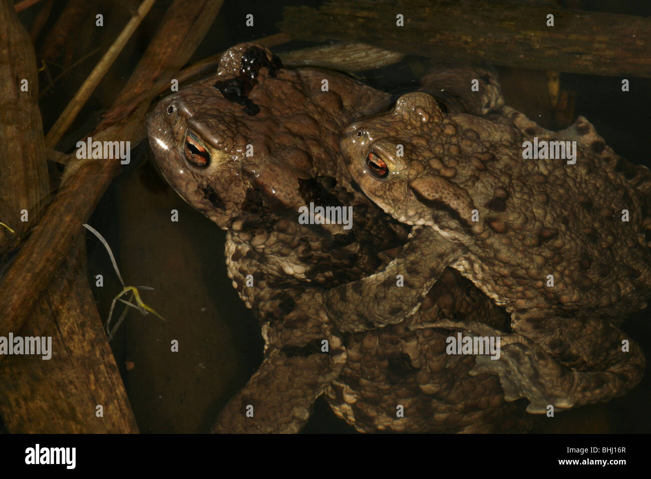 Paarung gewöhnliche Kröten, Bufo bufo, in einem Teich in Rygge, Østfold, Norwegen. Stockfoto