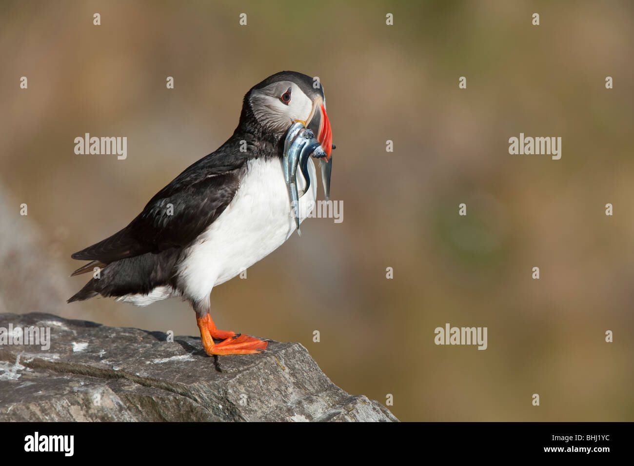 Papageitaucher auf Felsen mit Fisch im Schnabel, Runde Insel, Norwegen Stockfoto