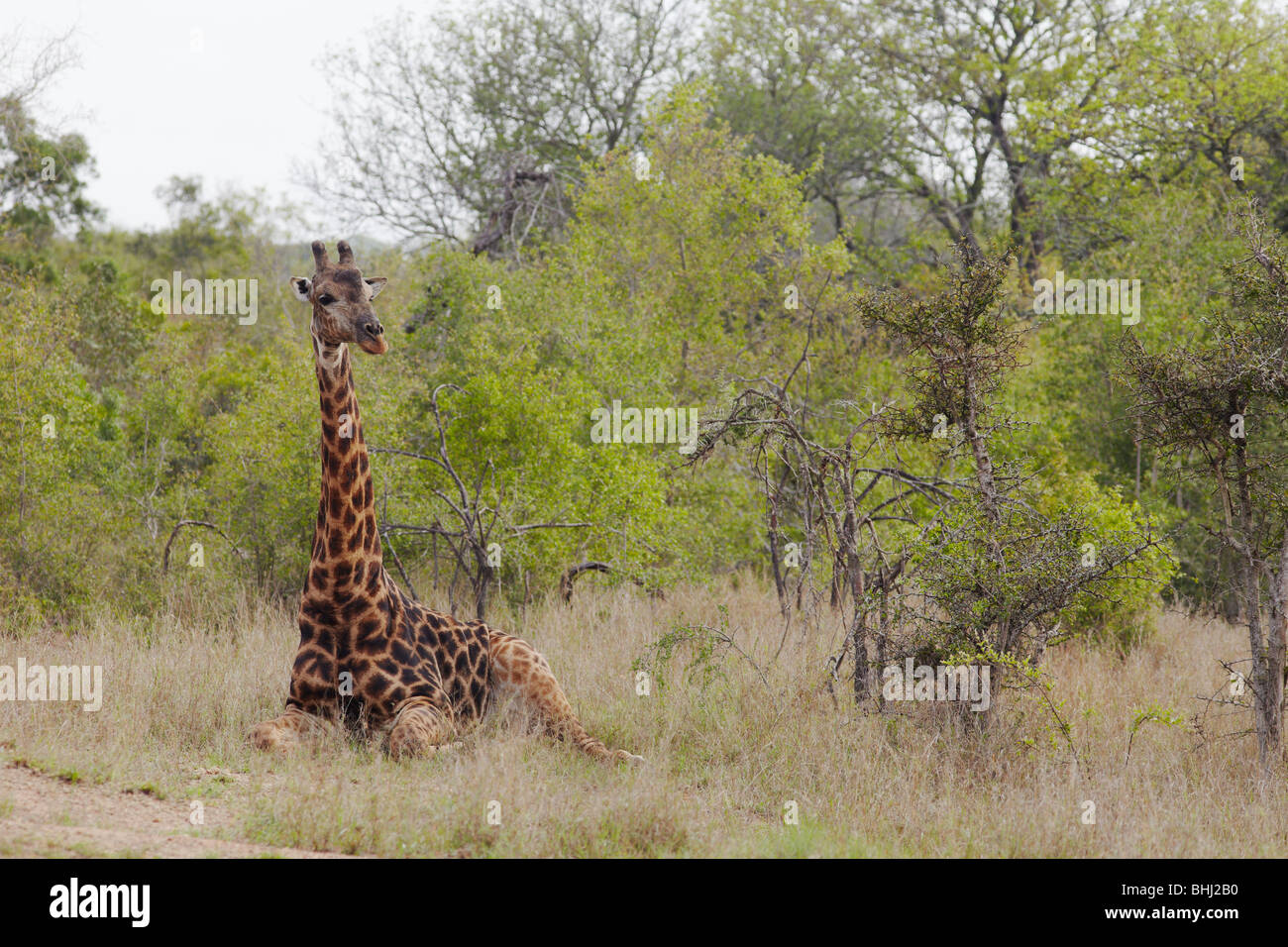 Giraffe sitzt in der afrikanischen Steppe Stockfoto Giraffe sitzt in der afrikanischen Steppe Stockfoto