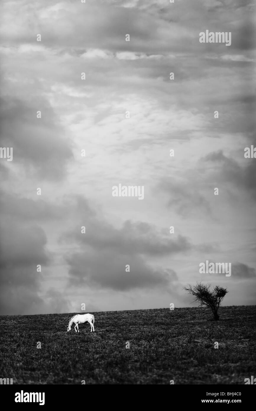 Weißes Pferd im Feld unter Gewitterhimmel Stockfoto