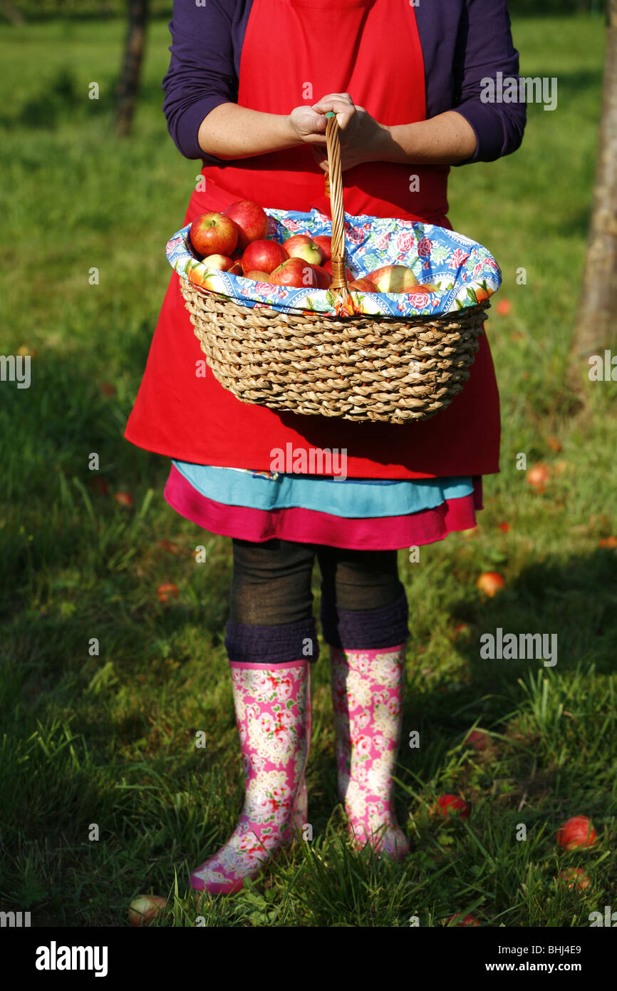 Eine Dame, die Äpfel pflücken Stockfoto
