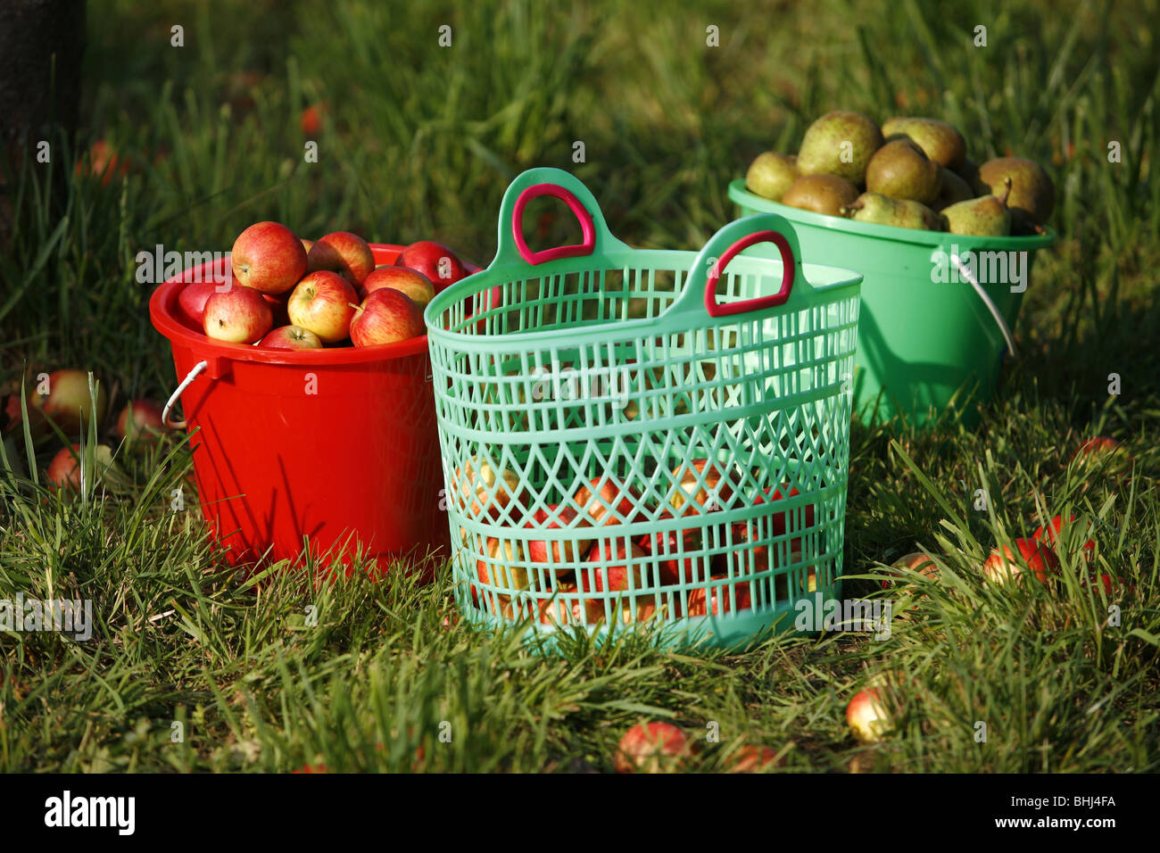 Körbe voller Äpfel Stockfoto