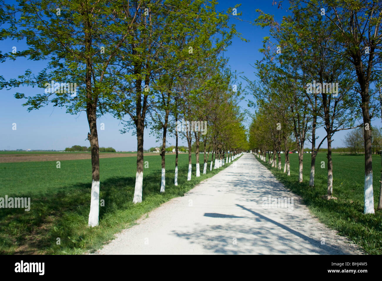 Vojvodina, Serbien, Landstraße im Frühjahr Stockfoto