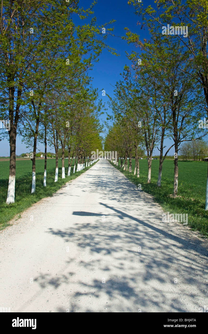 Vojvodina, Serbien, Landstraße bei spring Stockfoto