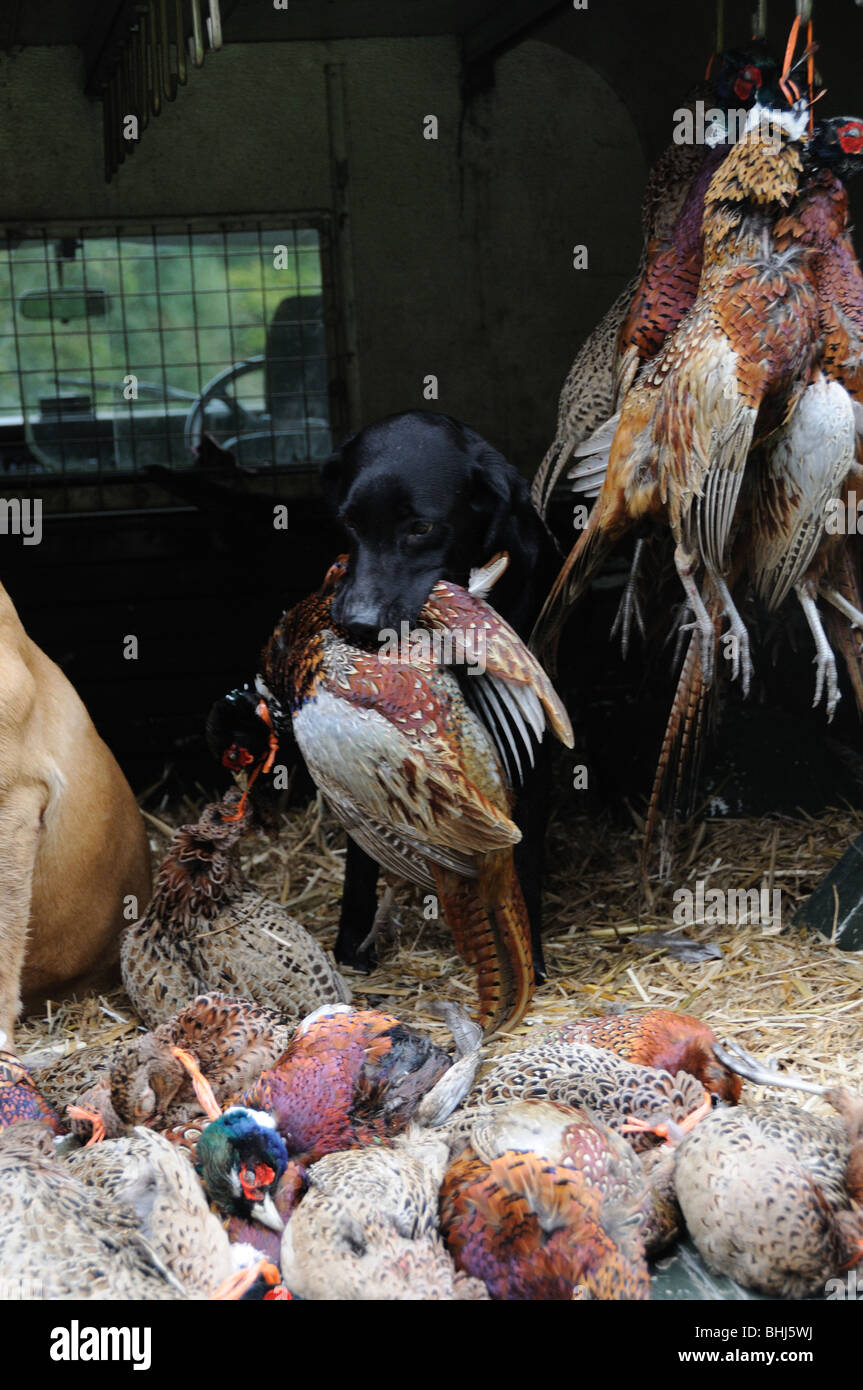 Ein schwarzer Labrador halten einen Toten Fasan Stockfoto