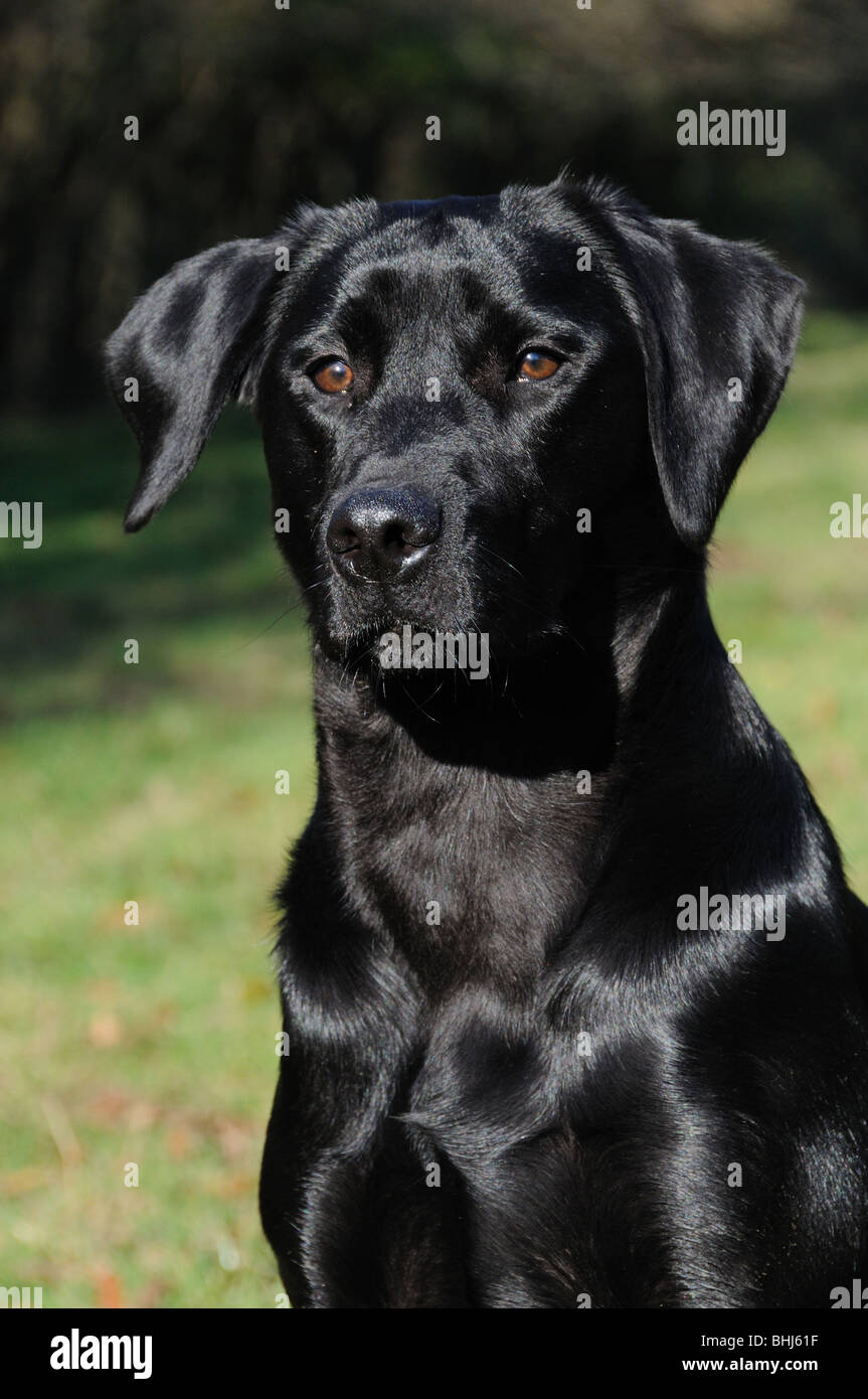 Ein schwarzer labrador Stockfoto