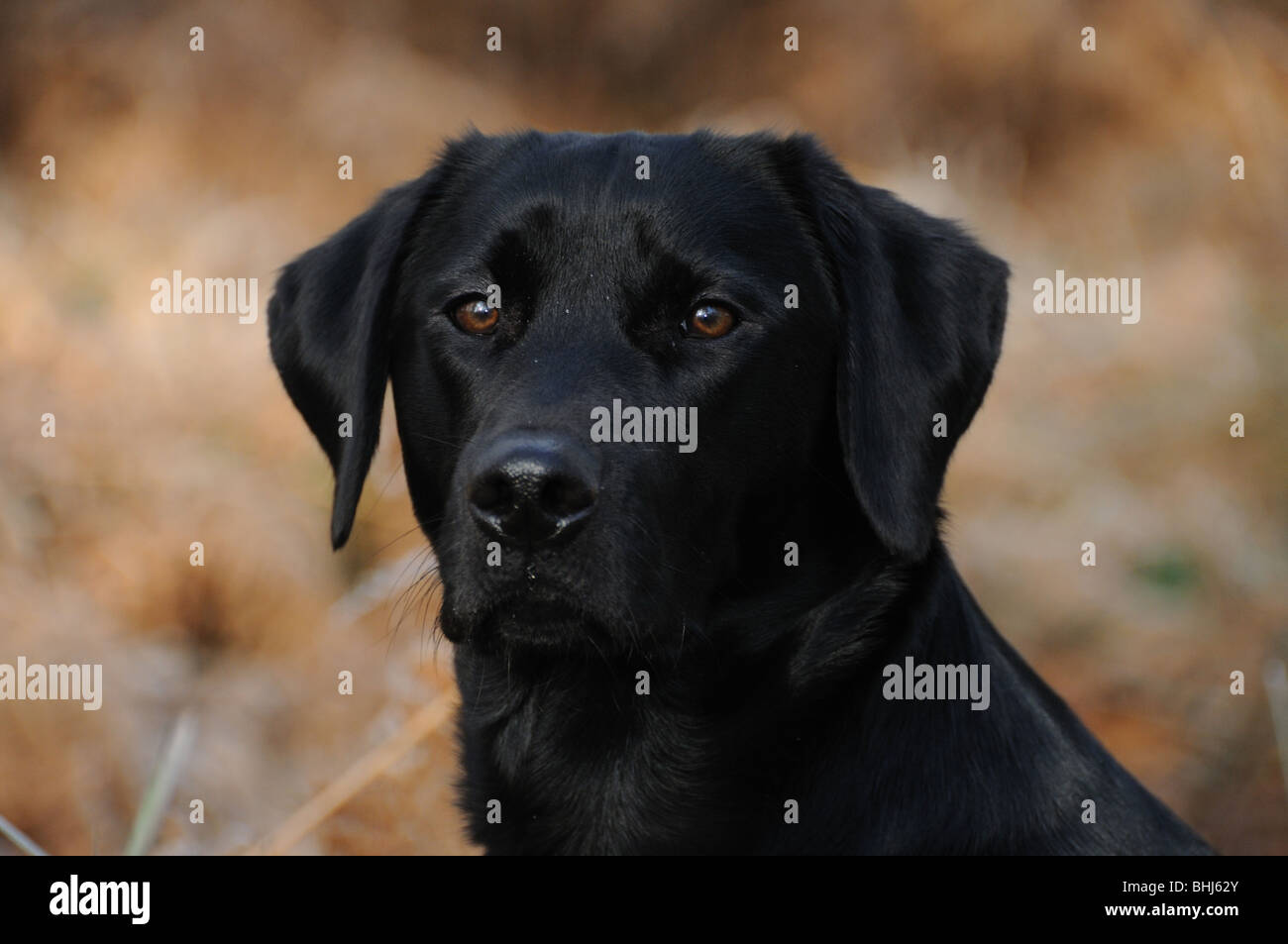 Ein schwarzer labrador Stockfoto