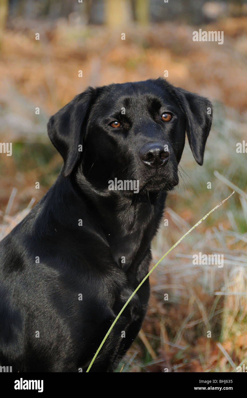 Ein schwarzer labrador Stockfoto