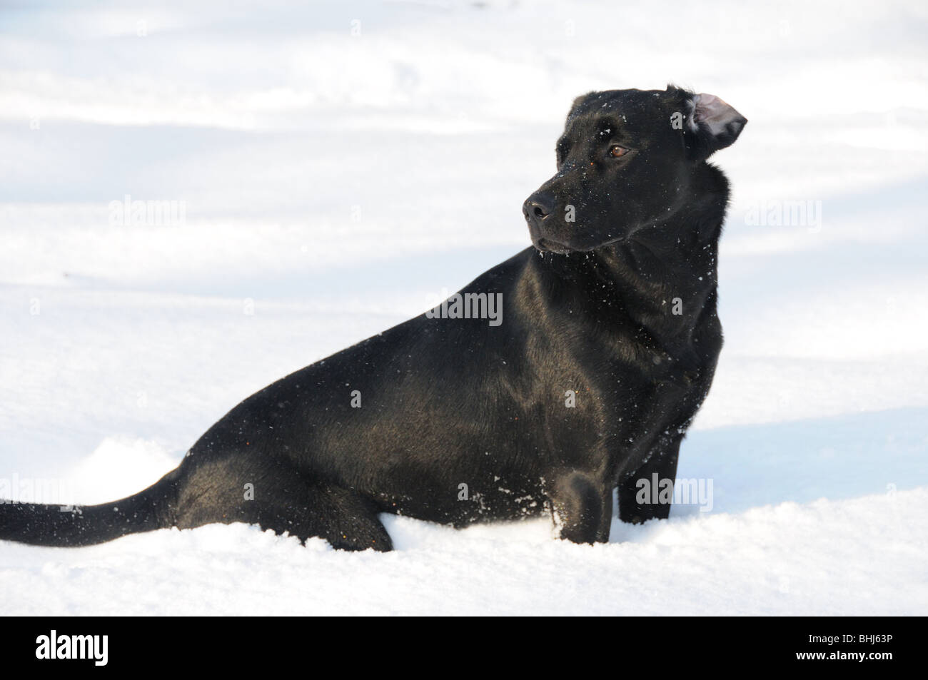 Ein schwarzer labrador Stockfoto