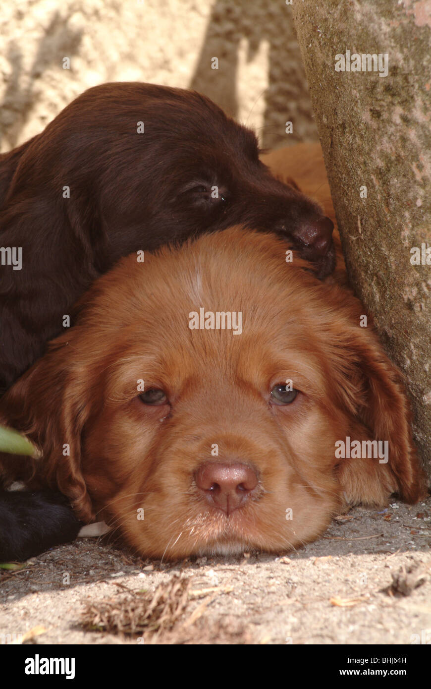 Cocker Spaniels Stockfotos & Cocker Spaniels Bilder Alamy