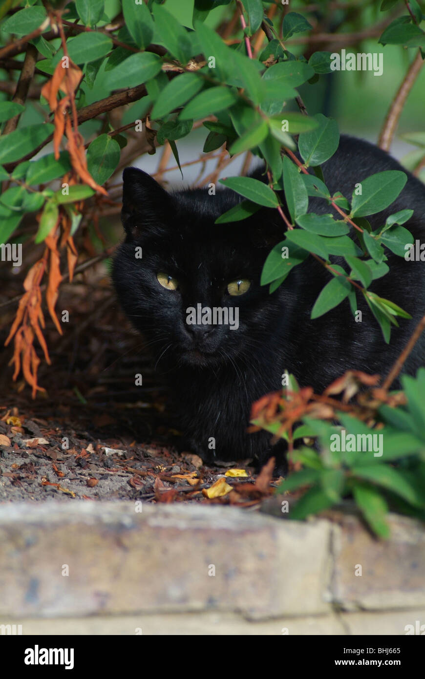 Eine schwarze Katze Stockfoto