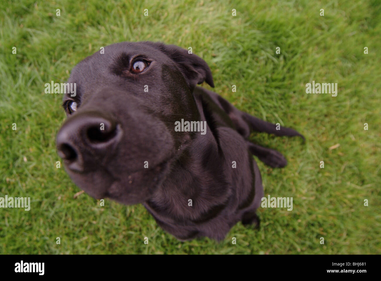 Ein schwarzer labrador Stockfoto