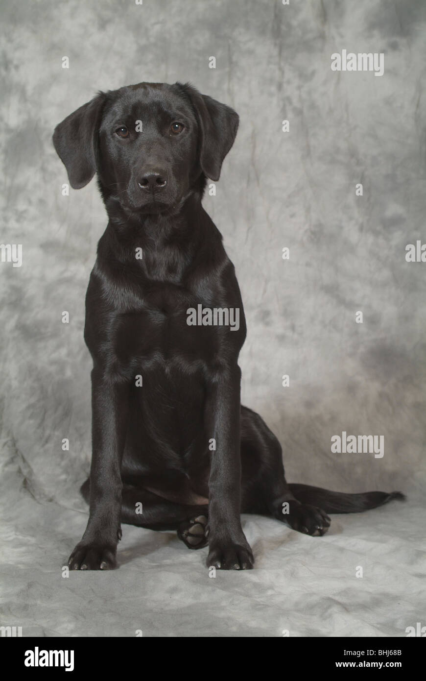Ein schwarzer labrador Stockfoto