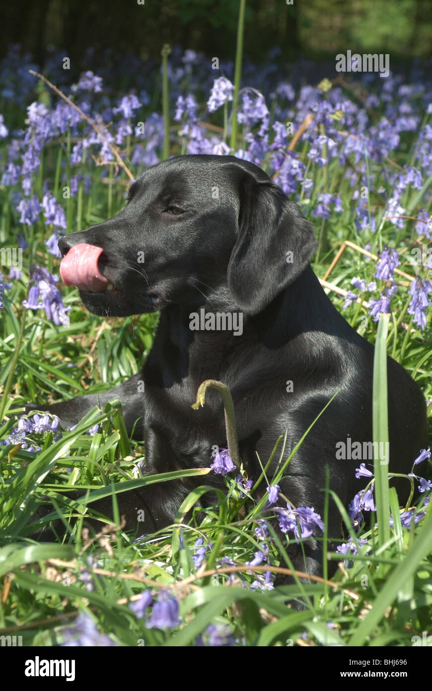 Ein schwarzer labrador Stockfoto