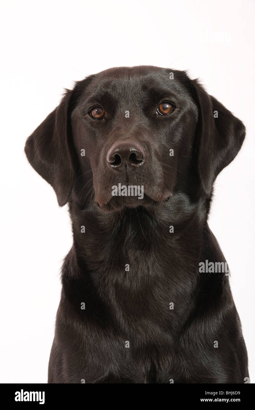 Ein schwarzer labrador Stockfoto