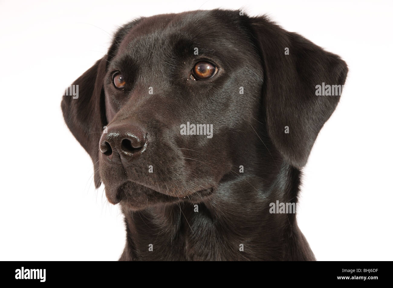 Ein schwarzer labrador Stockfoto