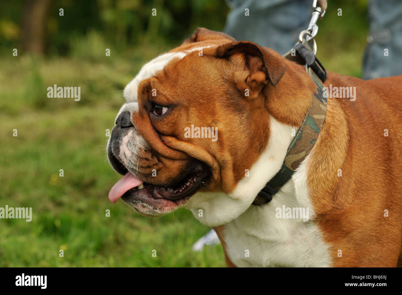 Deformierter Hund Stockfotos und -bilder Kaufen - Alamy