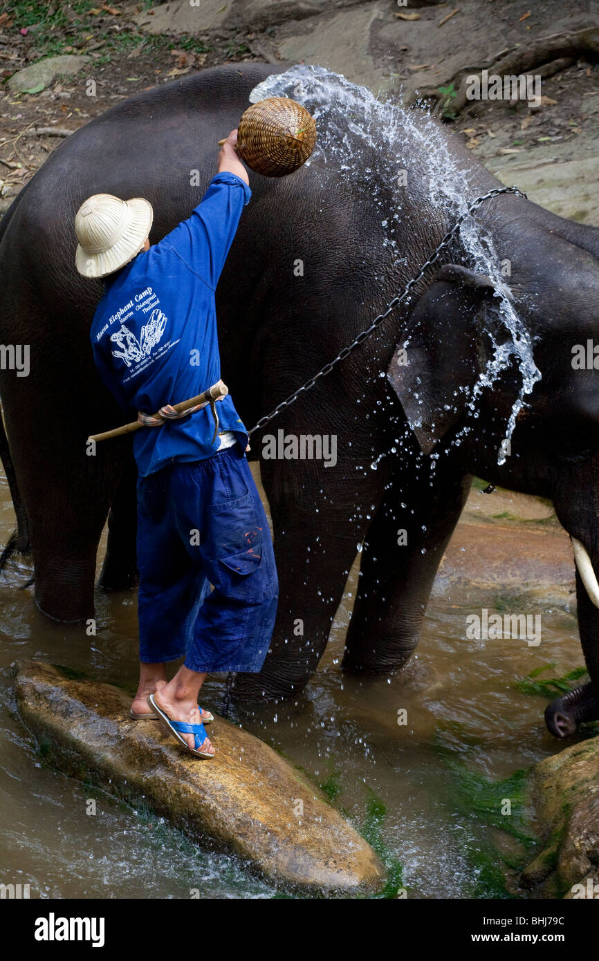 Maesa Elefanten Camp Elefanten Spielen im Wasser, 119/9 Tapae Road, Muang, Chiang Mai, Thailand Stockfoto