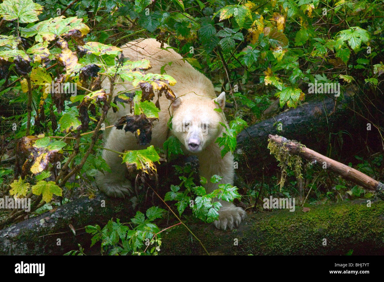 Kermode Bär oder Geist Bär (Ursus Americanus Kermodei) auf einem abgelegenen Strom im Norden von British Columbia, Kanada, in der Nähe von Gribble Insel Stockfoto