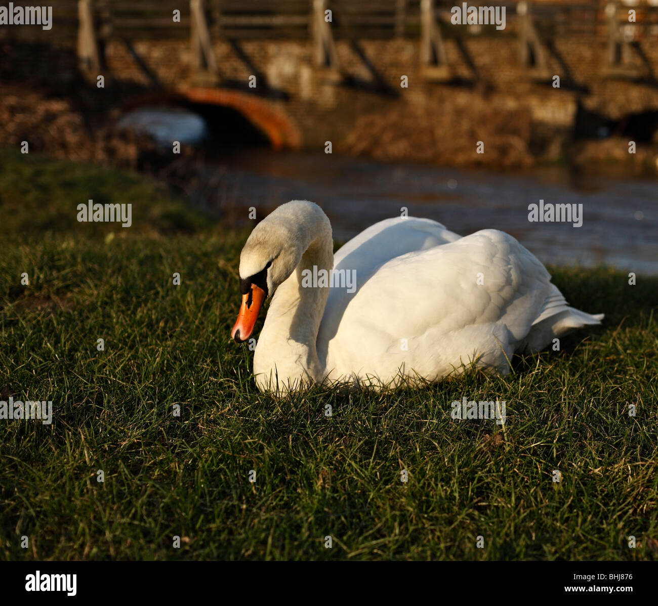 Swan Stockfoto