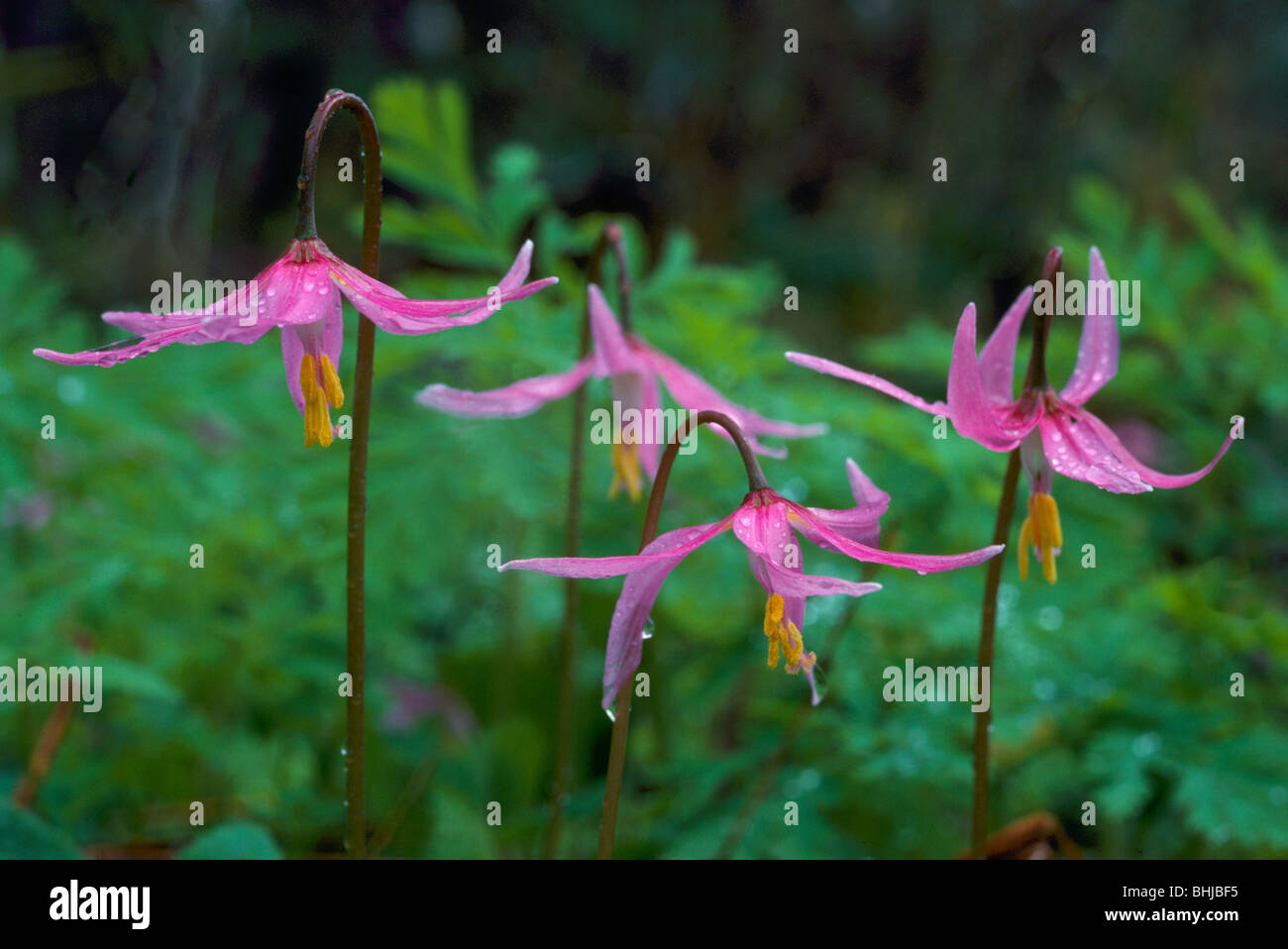 Fawn Lily (Erythronium Revolutum) in voller Blüte - wilde Blumen rosa / Wildblumen blühen im Frühjahr, BC, Britisch-Kolumbien, Kanada Stockfoto