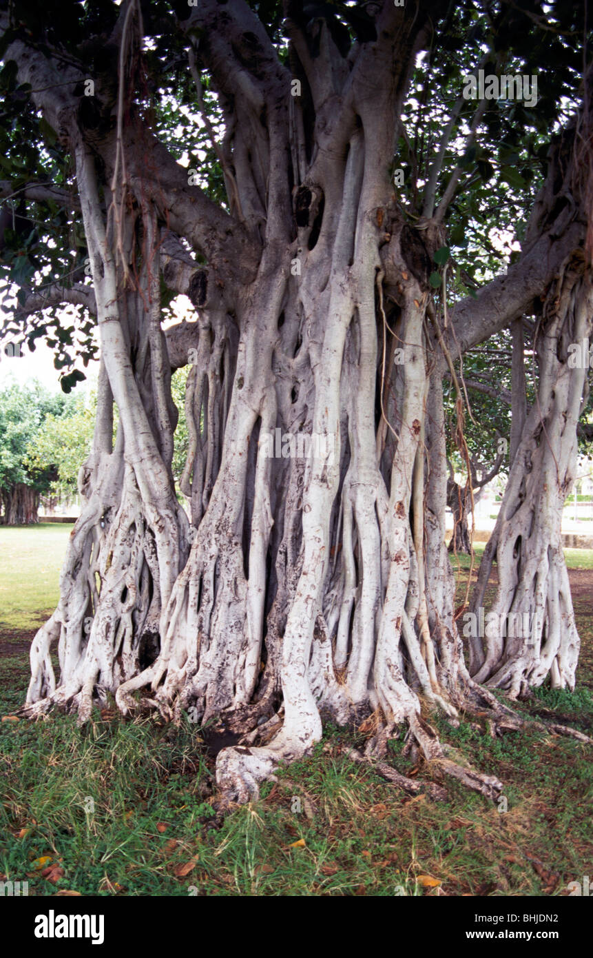 Banyan-Baum / Feigenbaum (Ficus Feige) und Wurzeln, Insel Oahu, Hawaii, USA, Vereinigte Staaten Stockfoto