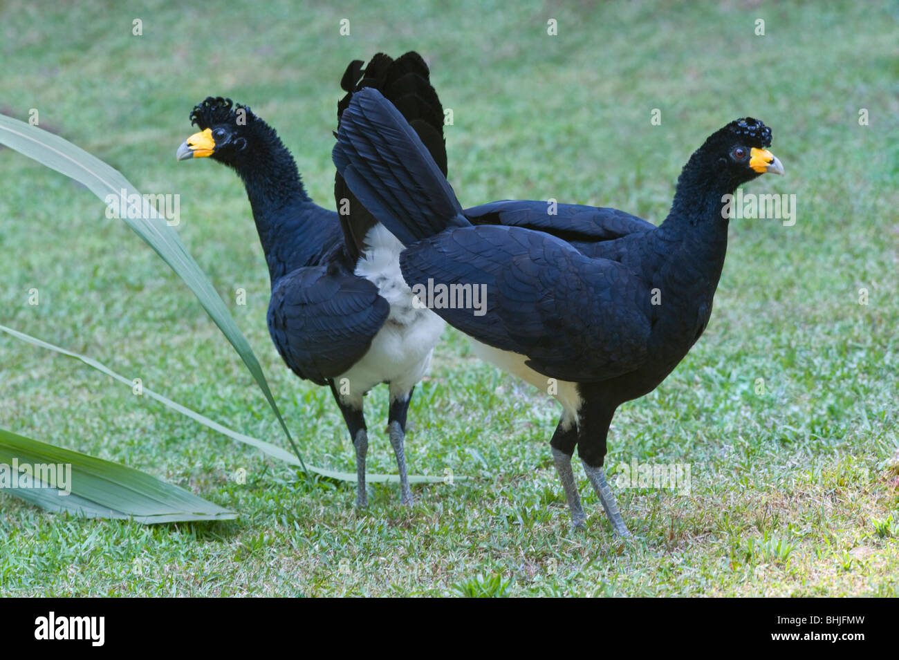 Schwarz Hokkohühner (Crax Alector) paar Iwokrama Rainforest Guayana Schild Guyana in Südamerika Oktober Stockfoto