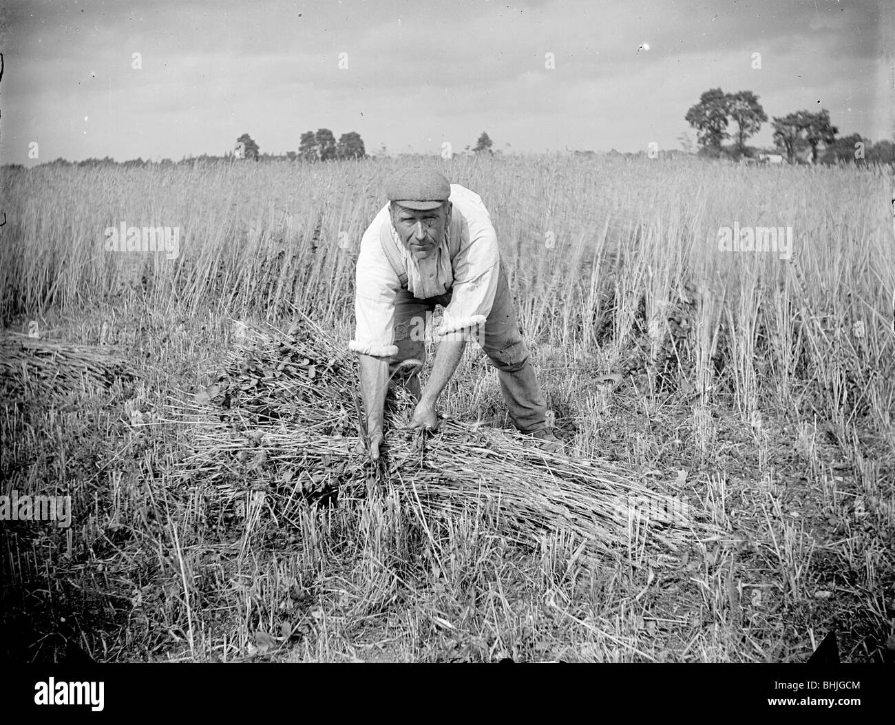 Ein Bauernhof-Arbeiter ernten Getreide bei Haddenham, Buckinghamshire, c1873-c1923. Künstler: Alfred Newton & Söhne Stockfoto