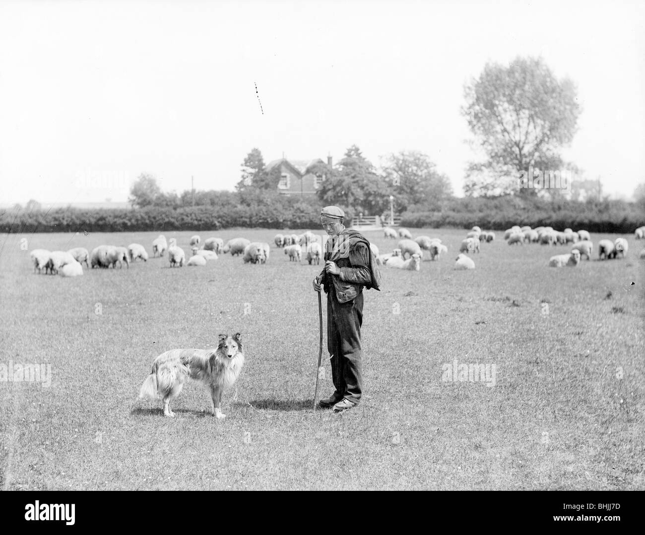 Ein Hirte mit seinem Hund, 1901-Künstler: Henry Taunt Stockfoto