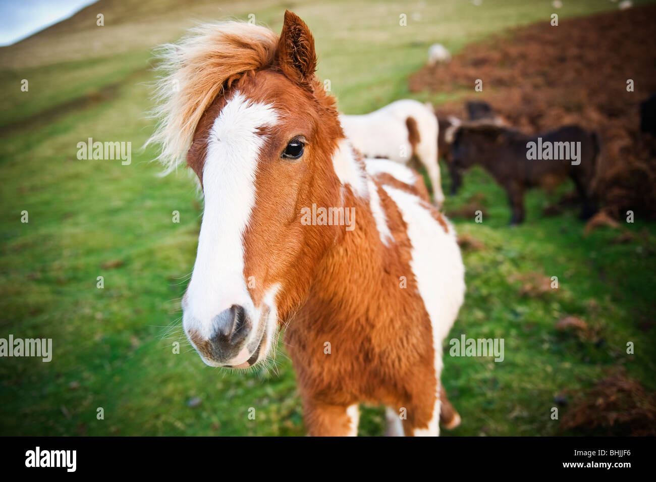 Welsh Mountain Pony, Brecon Beacons National Park, Wales Stockfoto