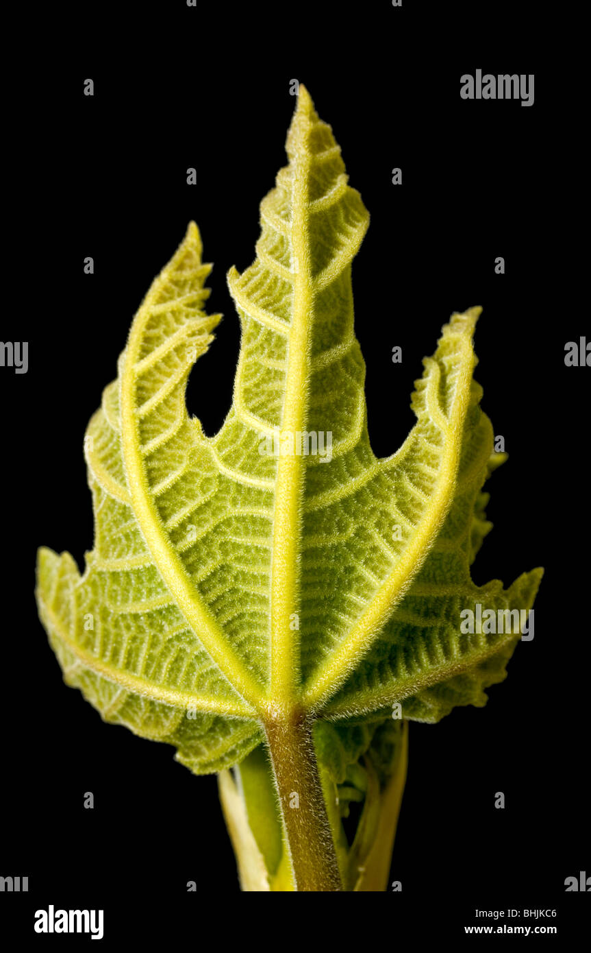 Neue Ficus Carica Feigenblatt entstehende Knospe auf schwarzem Hintergrund isoliert Stockfoto