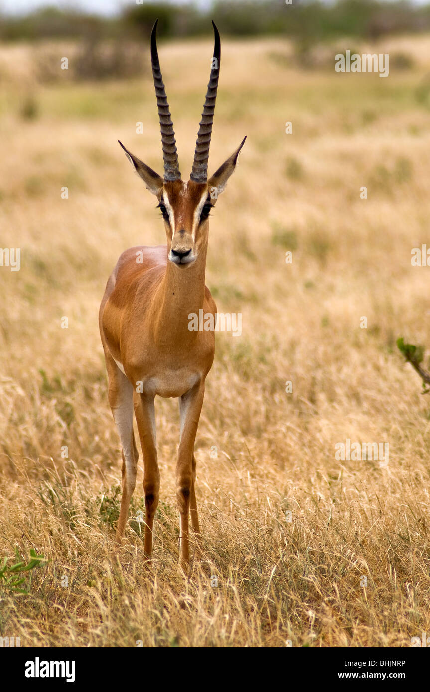 Grant es Gazelle, Tsavo East Nationalpark, Kenia, Afrika Stockfoto