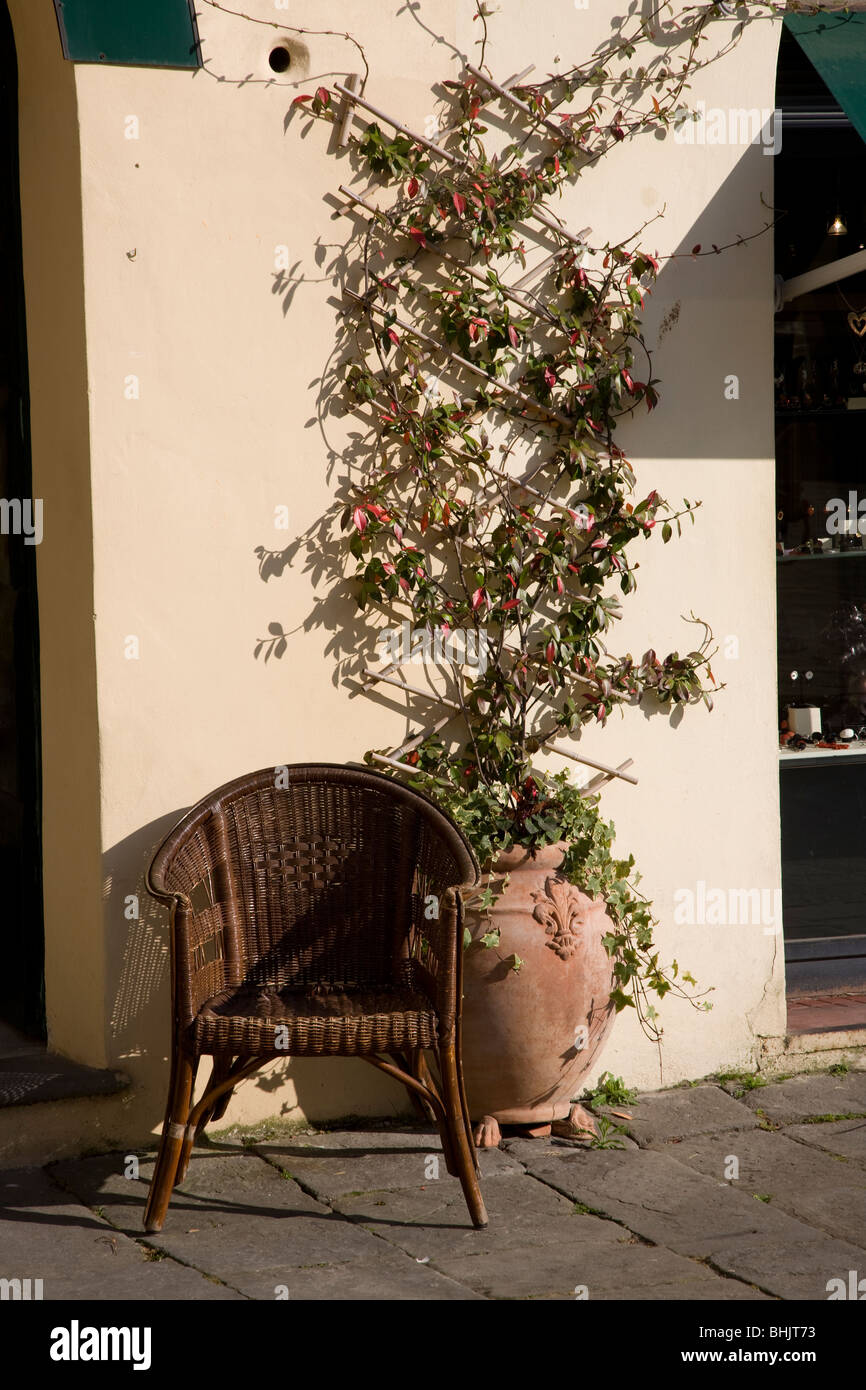 Korbstuhl und Wand Kletterpflanze in Piazza Anfiteatro, Lucca, Toskana, Italien Stockfoto
