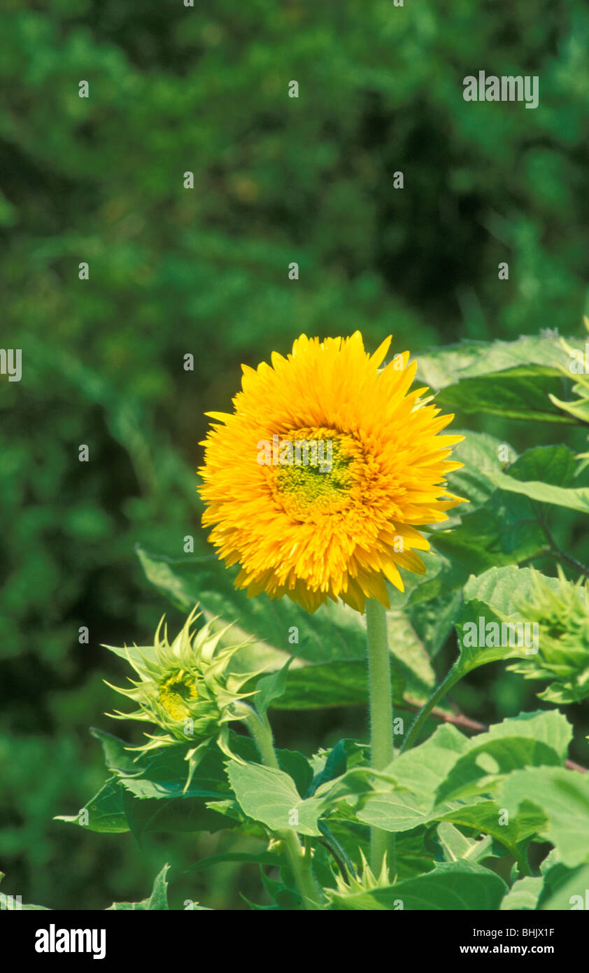 Der Zwerg Sunspot Sonnenblume "Teddy Bear" mit Knospen und luxuriöse Wachstum geben ein Gefühl der Bewegung Stockfoto