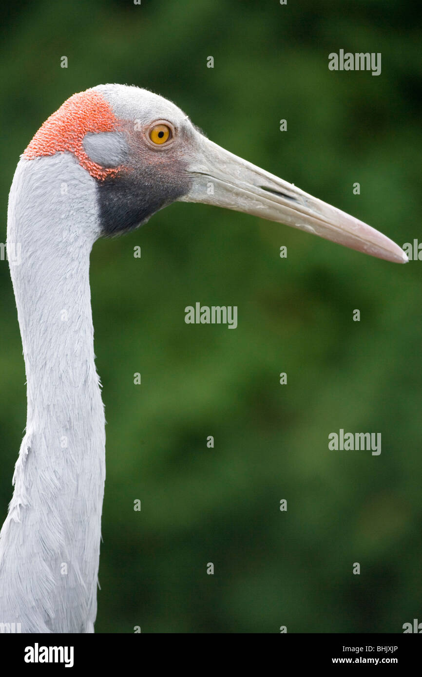 Brolga Kran, oder Native Begleiter (Grus rubicunda). Feuchtgebiete von nördlichen und östlichen Australien. Stockfoto