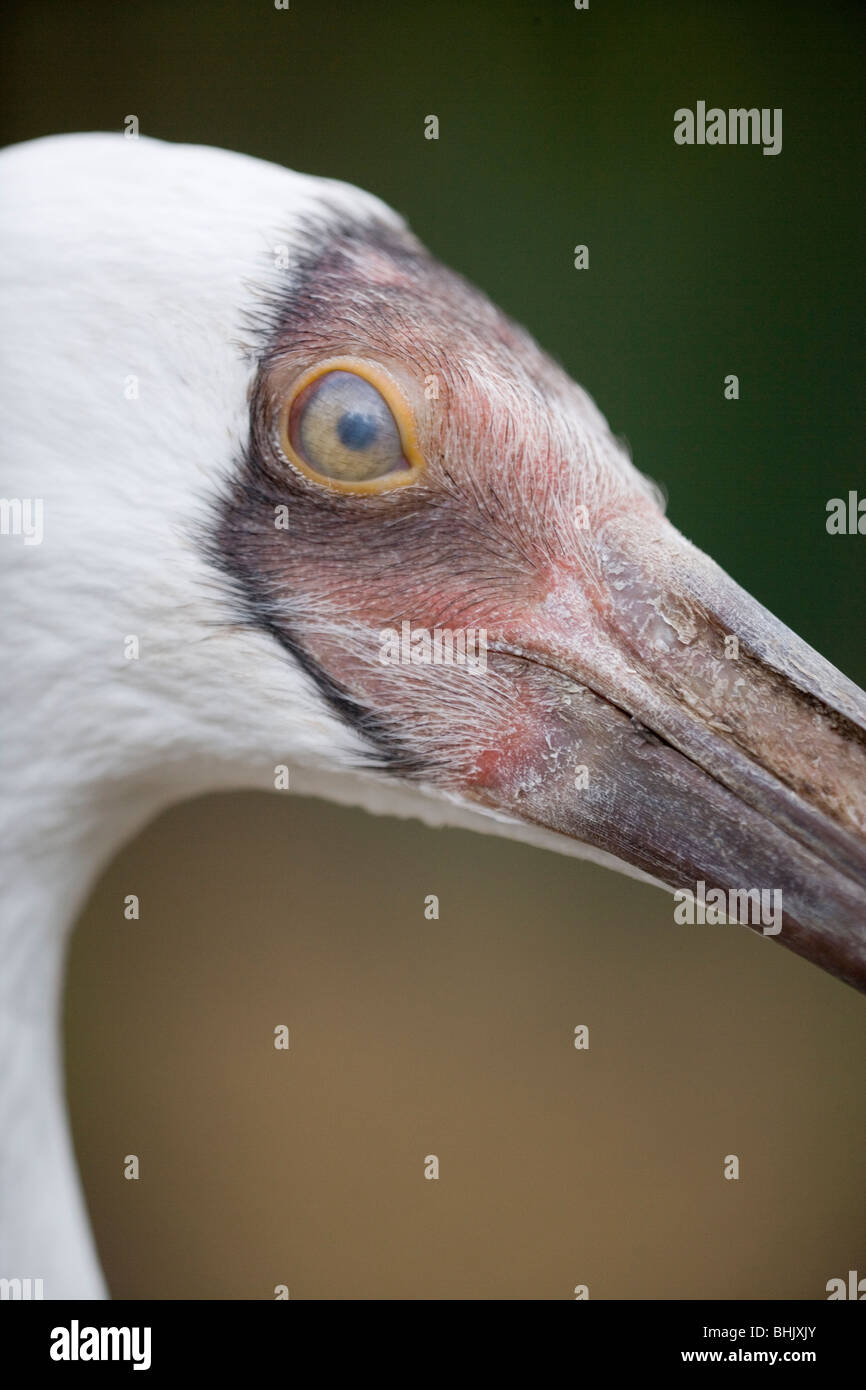 Sibirischen Kranich oder Great White Crane (Leucogeranus leucogeranus). Nictitating Membran, oder "Dritten" augenlid über das Auge gezogen. Stockfoto