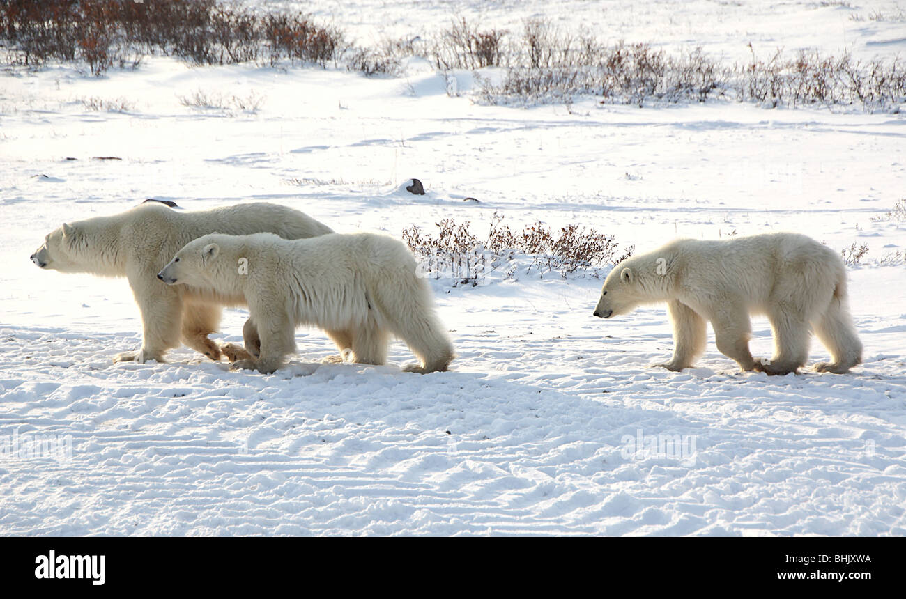 Mutter Eisbär mit two22-23 Monate alten Jungen in der Tundra. Stockfoto