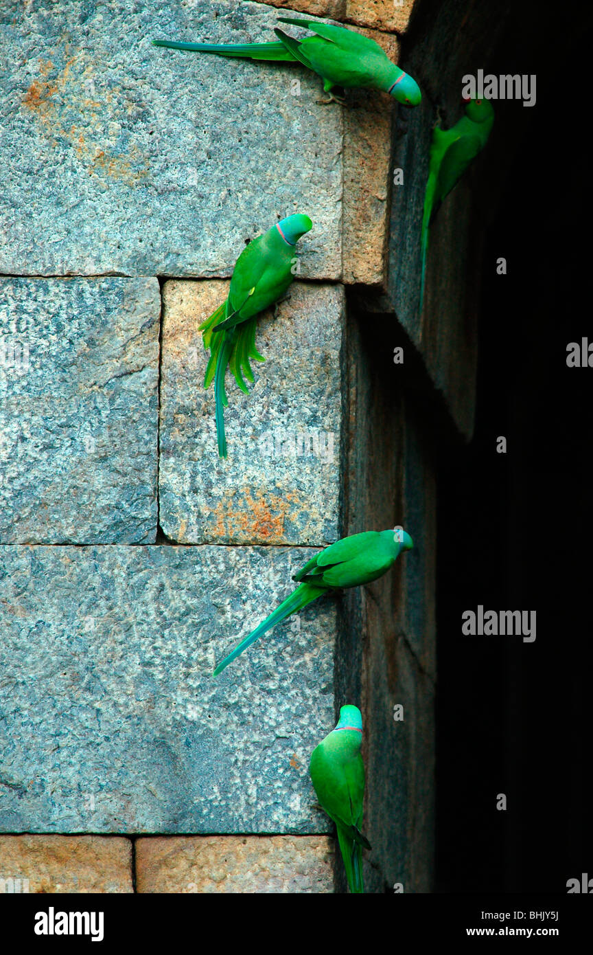 Indische Ringneck Sittich, [geflohen waren Manillensis]. Stockfoto