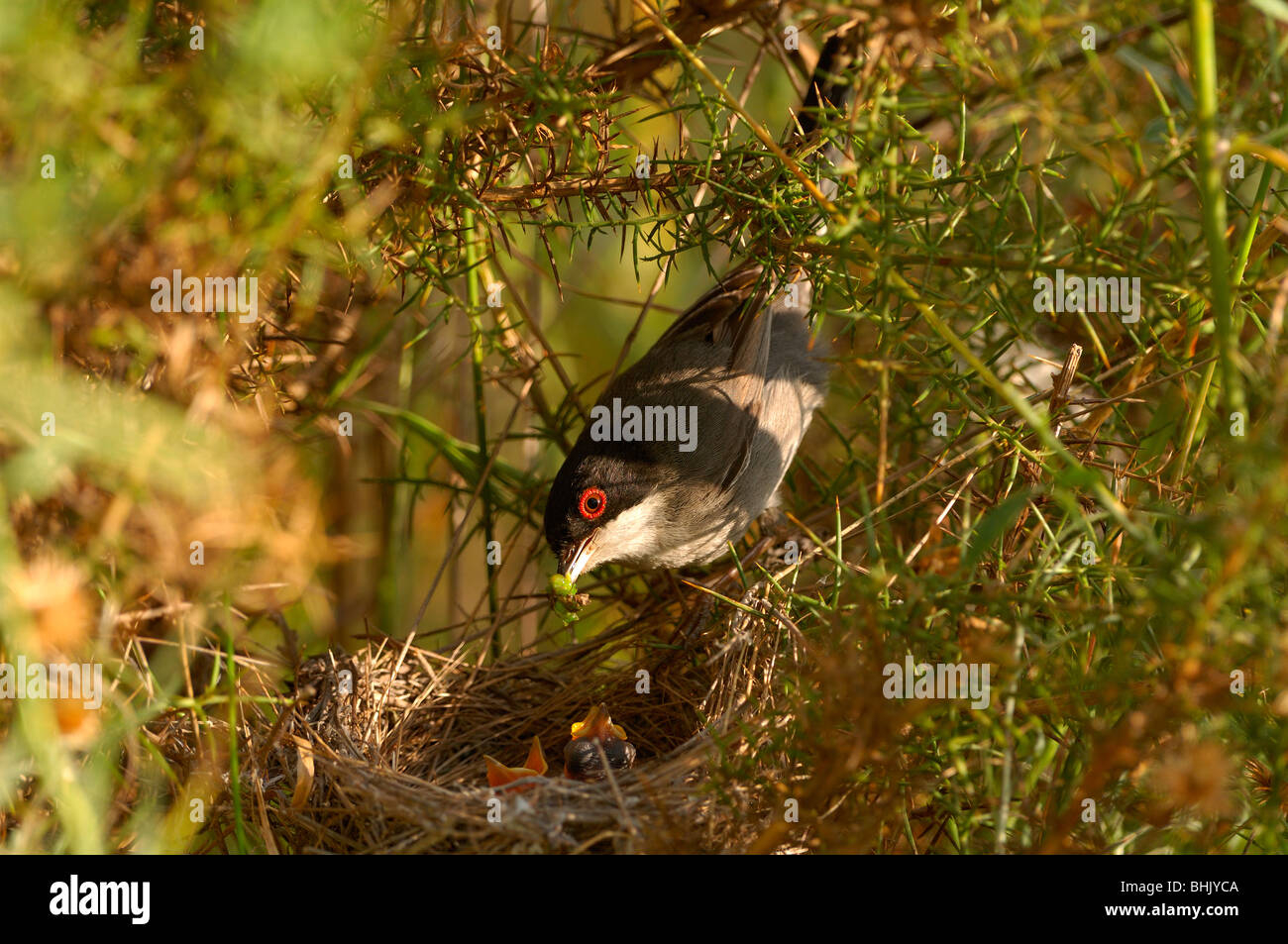 Männchen von Sylvia Melanocephala (Samtkopfgrasmücke) in einem Nest. Seine Kinder zu essen. Stockfoto
