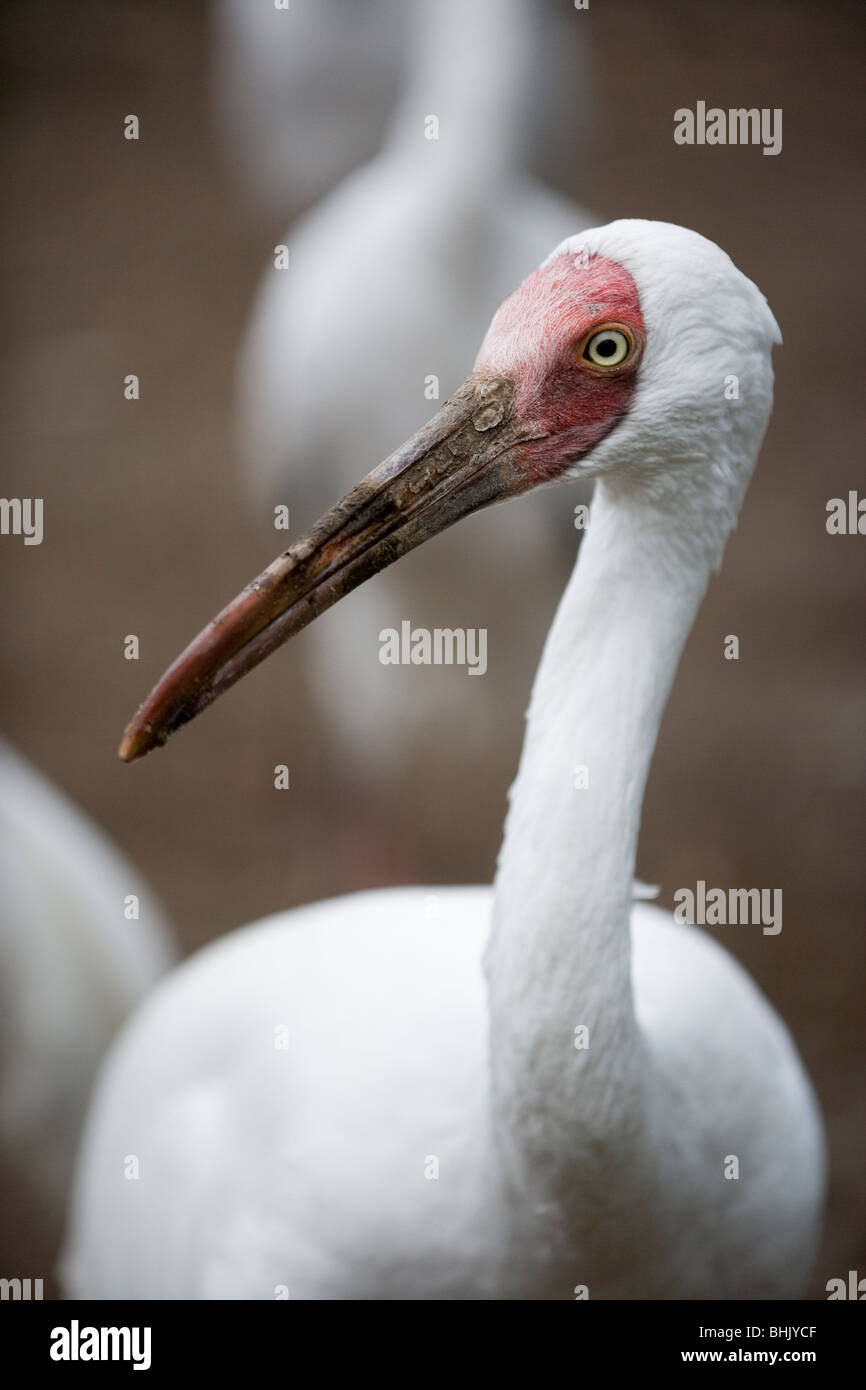 ​Siberian Kran oder Großen Weißen (Leucogeranus leucogeranus). Kopf und Hals. ​Note lange Rechnung tief unter der Oberfläche der Feuchtgebiete für Essen zu sondieren. Stockfoto