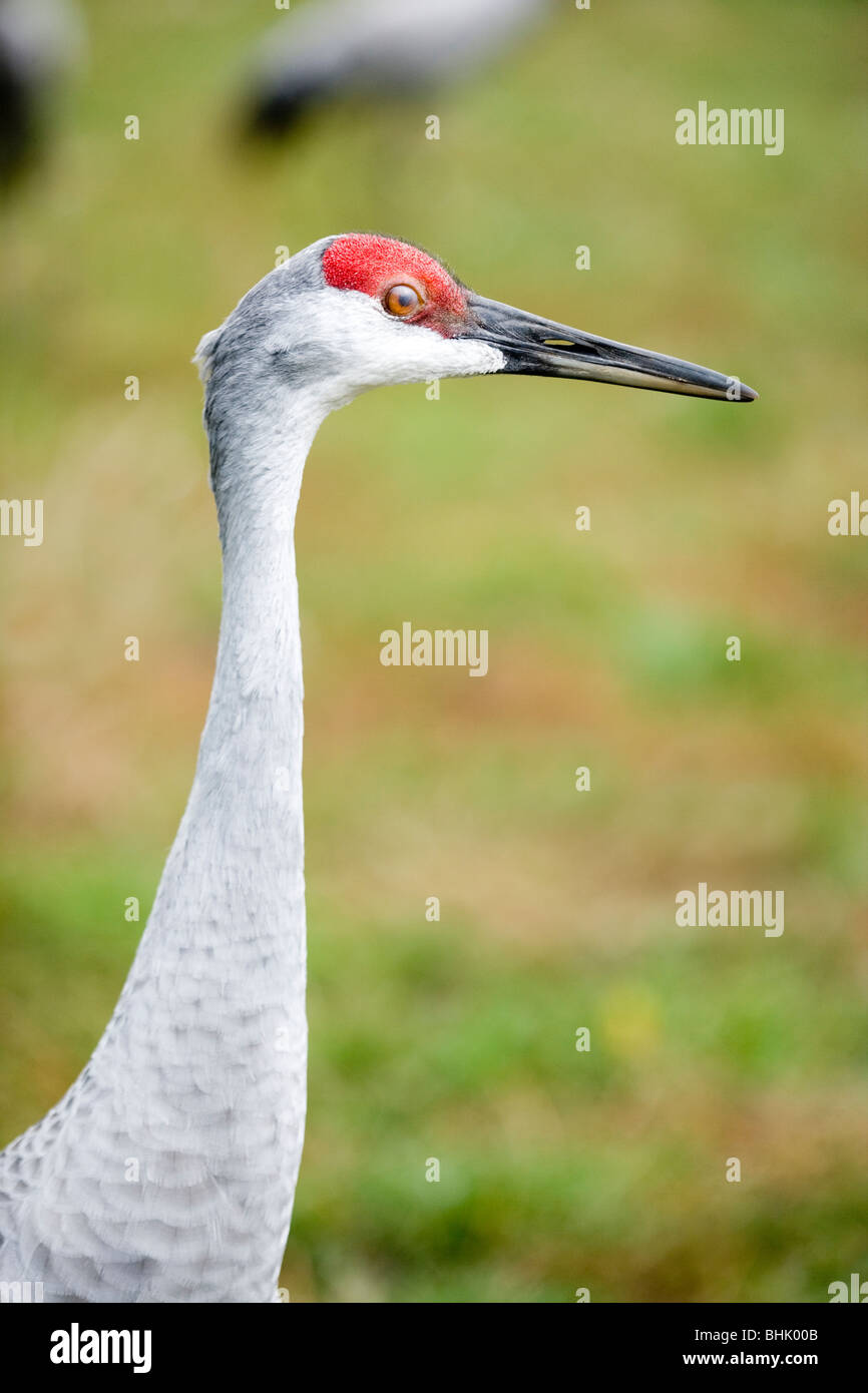 Sandhill Kran (Grus Canadensis). Mit Blut "gestaut" Kamm und nictitating oder dritte Auge Deckel über dem Auge gezogen. Stockfoto
