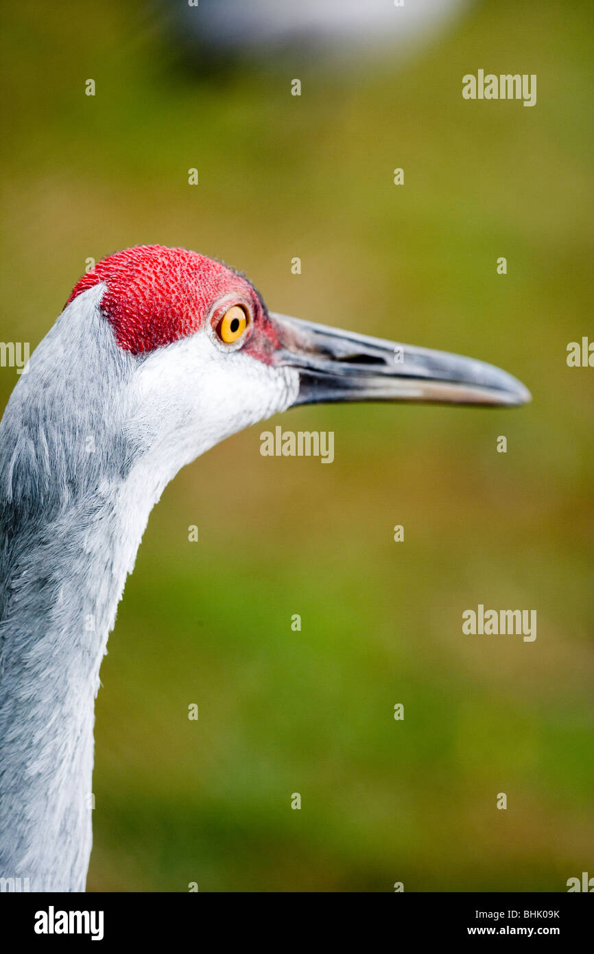 Sandhill Kran (Grus Canadensis). Mit Blut "gestaut" Papillen der Kamm auf dem Scheitel des Kopfes. Stockfoto