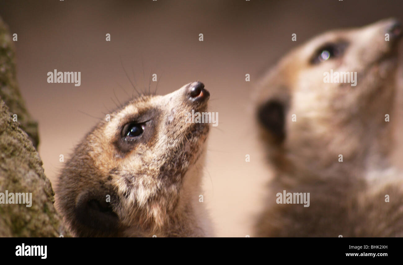 In der Nähe von zwei erdmännchen Erdmännchen Tier Gesichter auf der Suche nach oben auf Wache Stockfoto