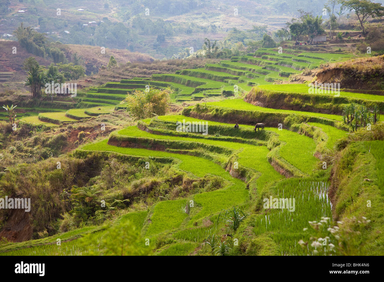 Die Reisfelder in der Nähe von Ruteng, Flores Stockfoto